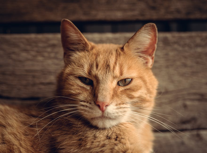 Voces Animales: projects