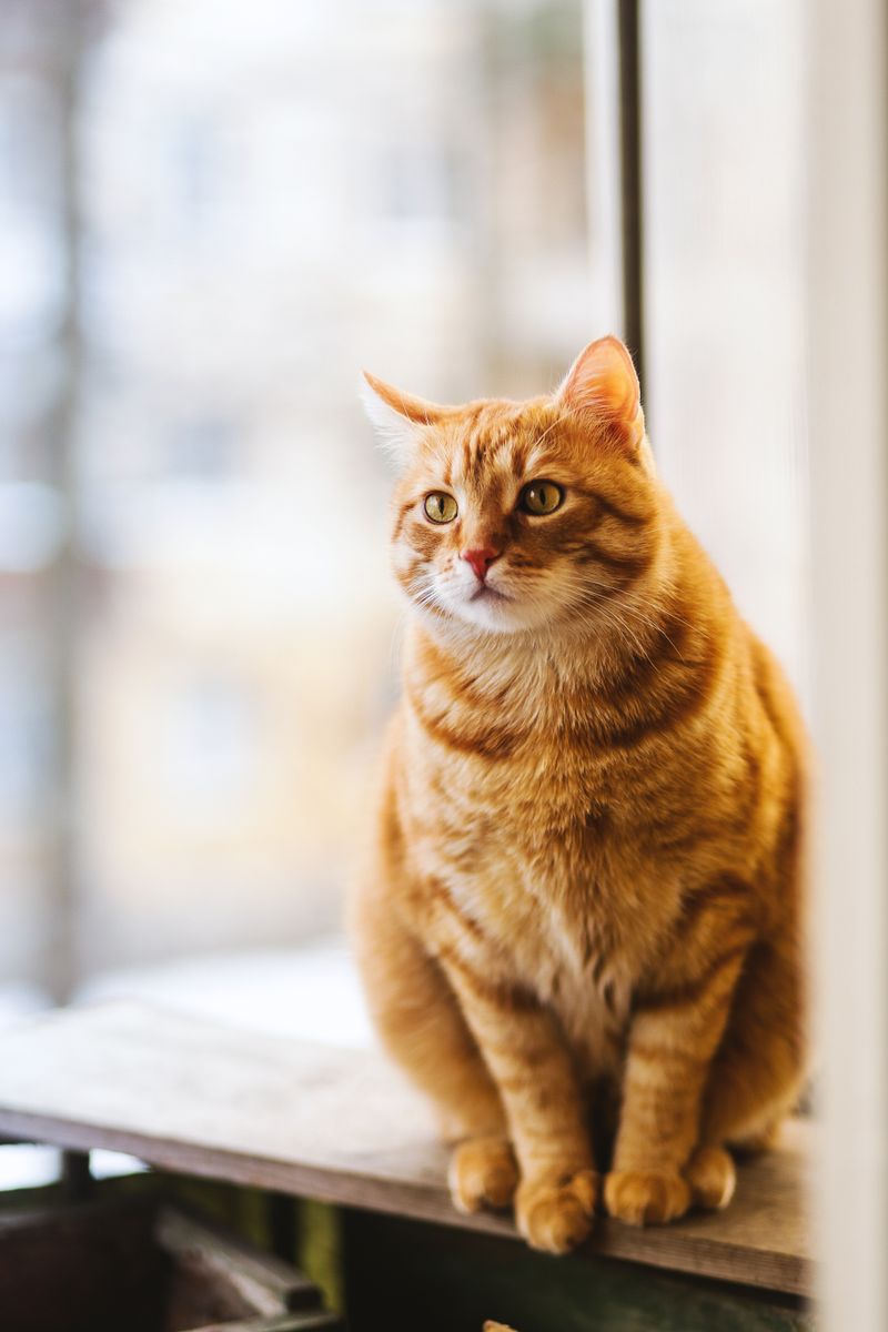 Gato junto a una ventana en un interior