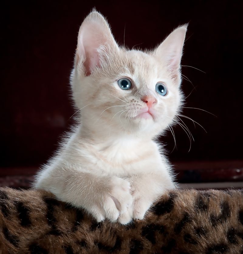 Gato doméstico tumbado con la mirada atenta