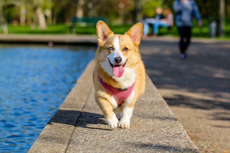 Perro de perfil con la cola visible en un parque